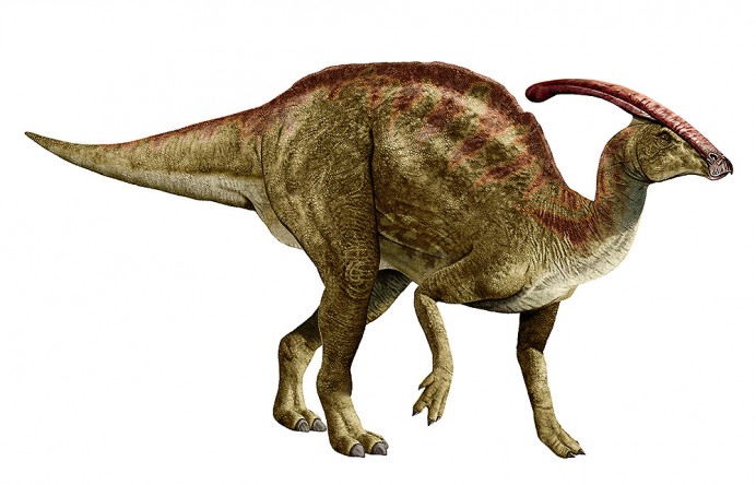 Znalezione obrazy dla zapytania parasaurolophus
