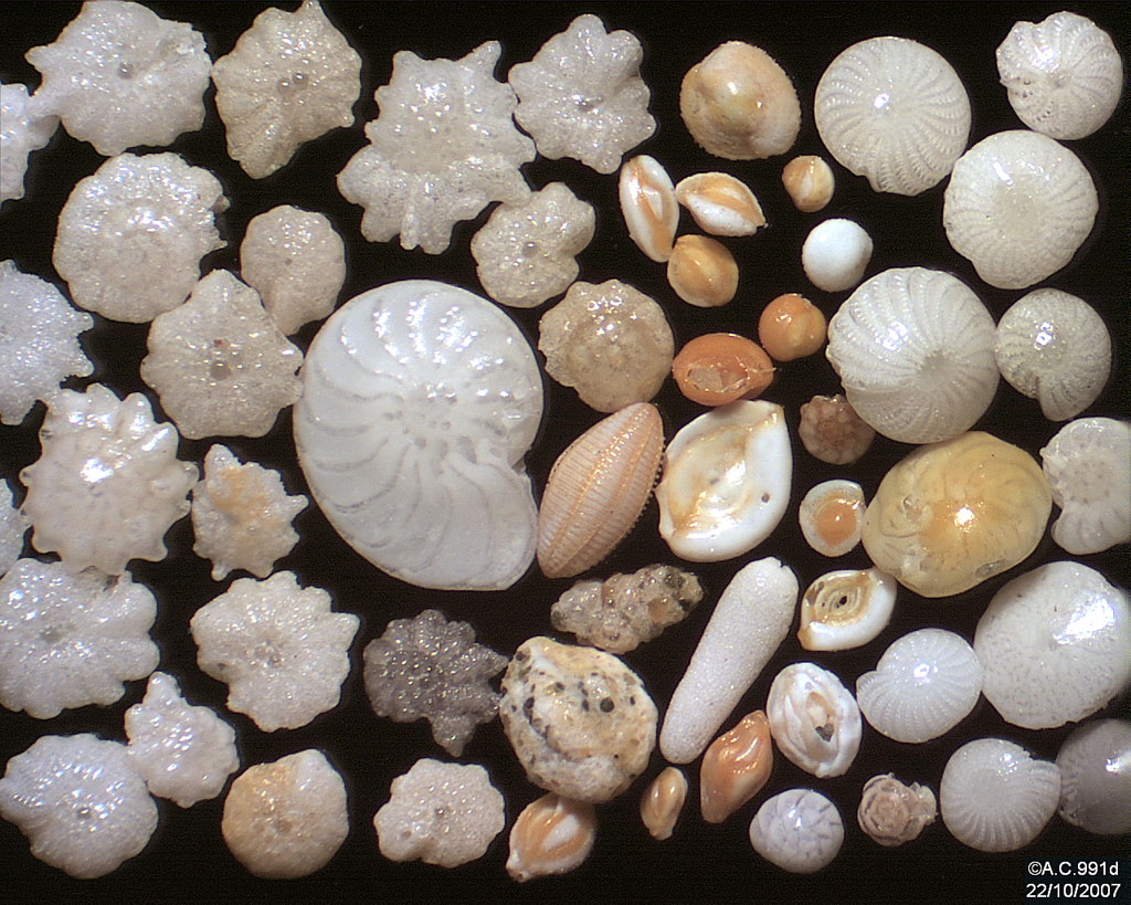 Foraminifères_de_Ngapali
