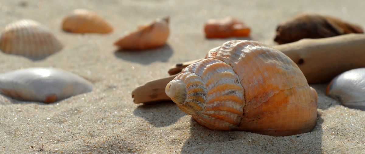 Gastropod Crop